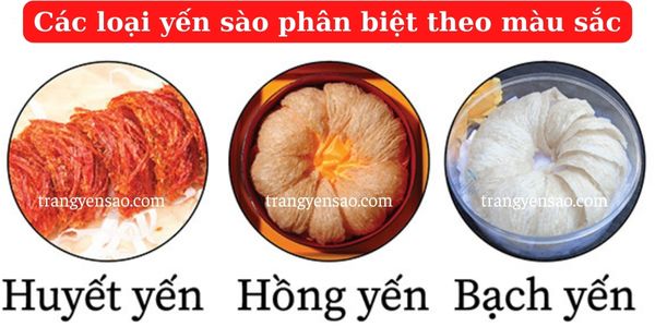 phân loại yến sào