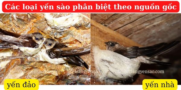 tổ yến đảo và tổ yến nhà