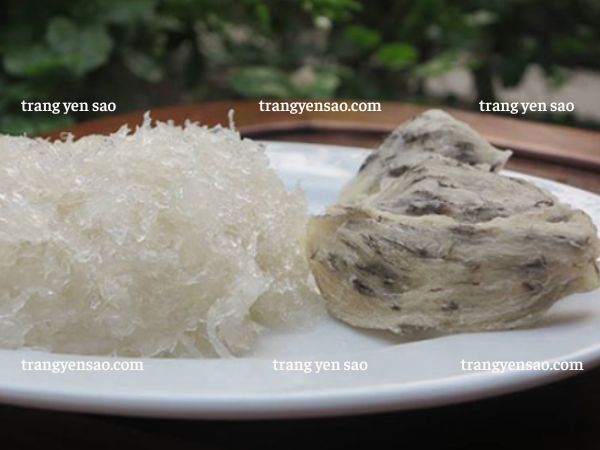 yến tươi là gì