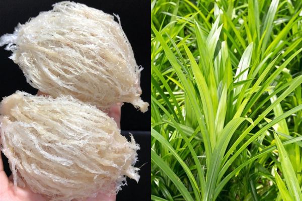 cách chưng yến lá dứa