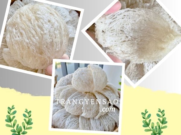 chọn mua tổ yến chất lượng