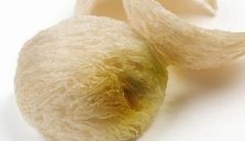 Tổ Yến Bị Vàng – Nguyên Nhân Vì Sao?